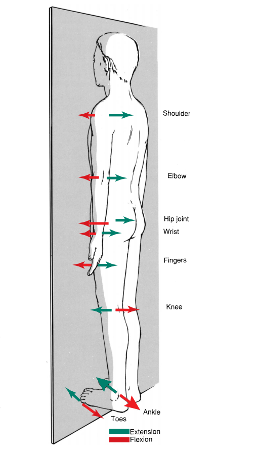 sagittal plane movements