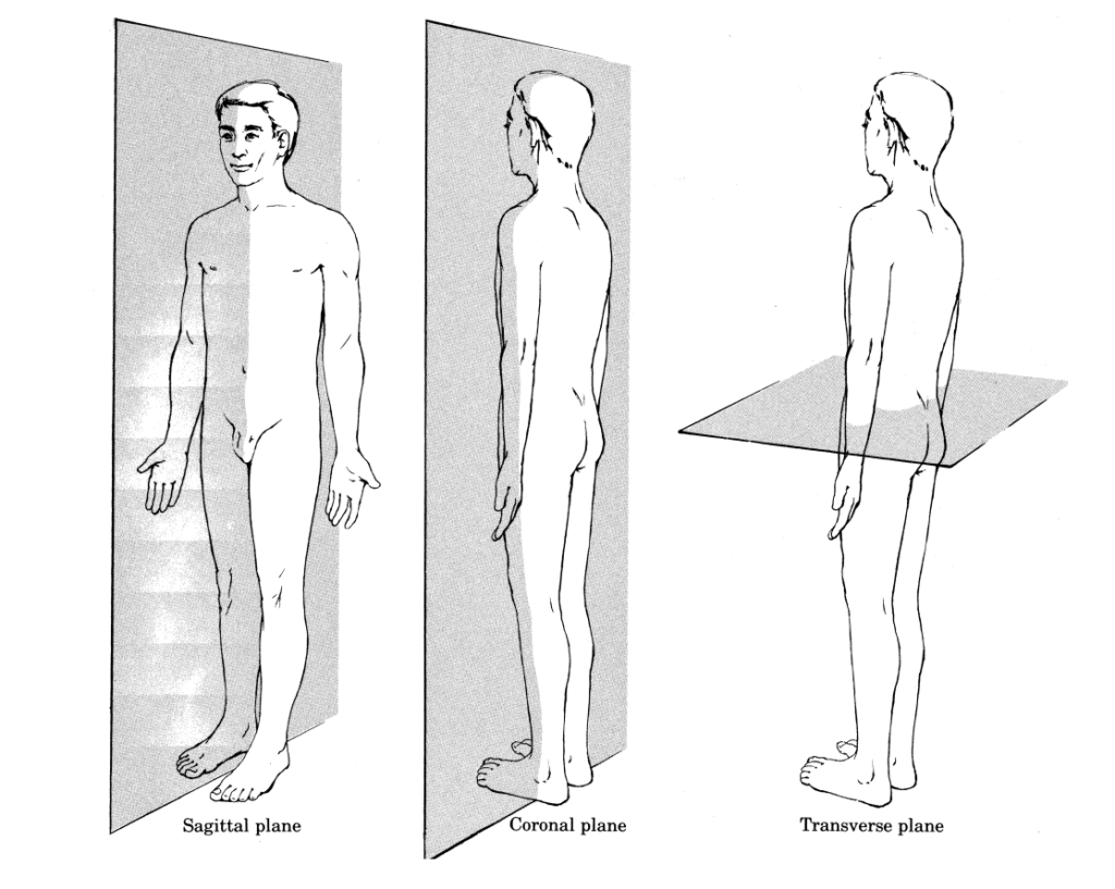 sagittal plane movements