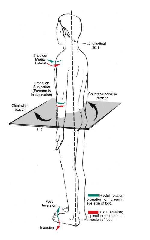 Supination: Rotating Your Foot and Forearm