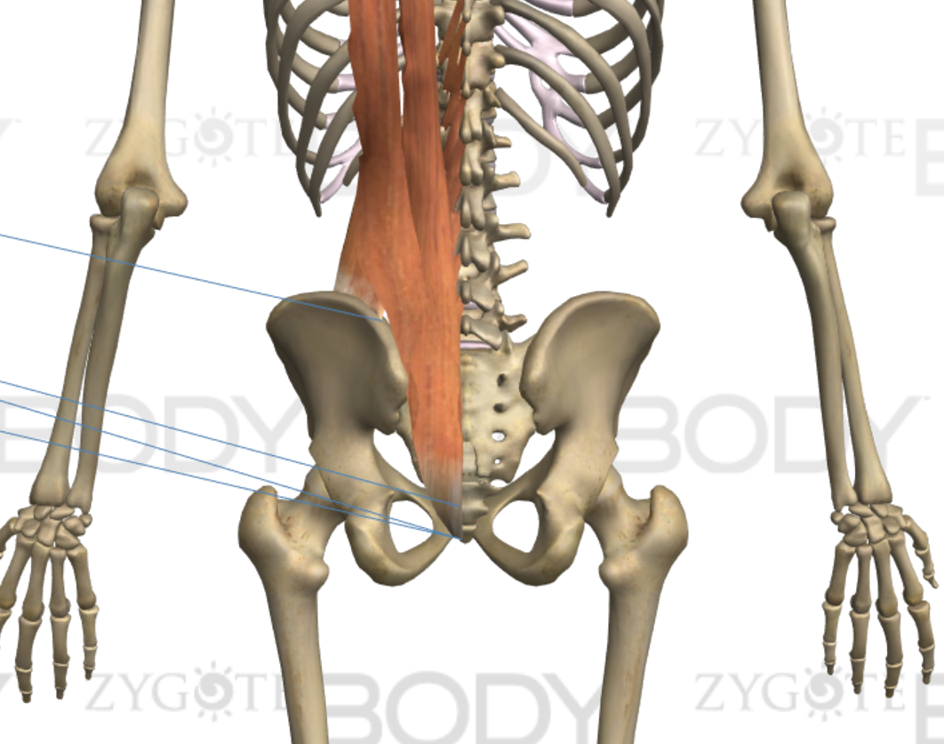 Lower body muscle imbalances - Strong Links Fitness