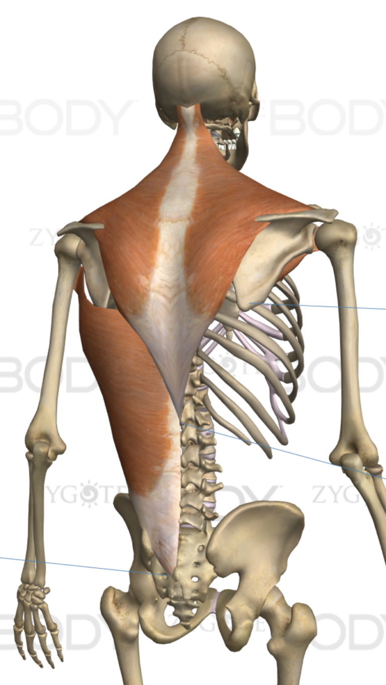 Upper body muscle imbalances Strong Links Fitness