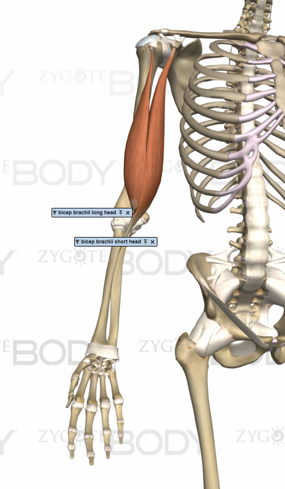 A Rock Climber's Guide. Strong Links Fitness