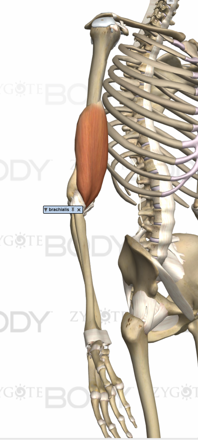 A Rock Climber's Guide. Strong Links Fitness