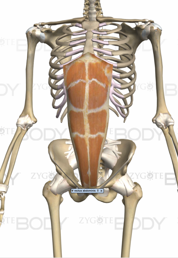 Core muscles stabilize discount and protect the spine