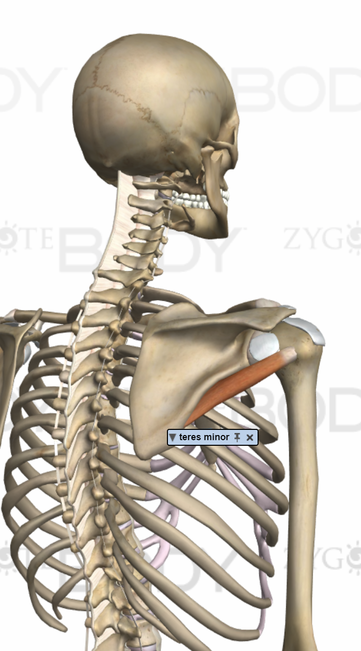 What is the rotator cuff? – Strong Links Fitness