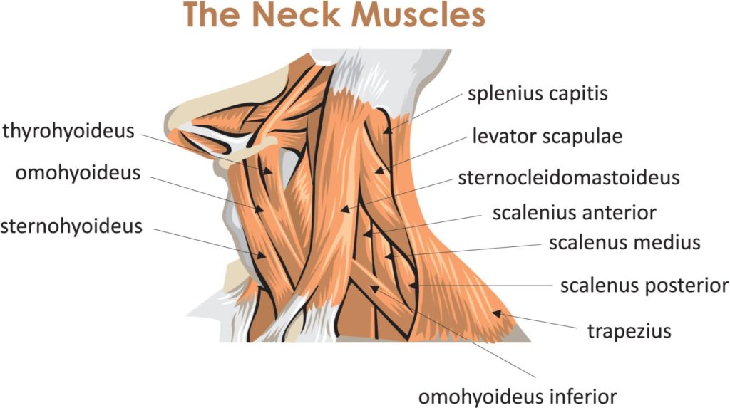 How to Fix Forward Head Posture (Text Neck) with One Daily Corrective  Routine