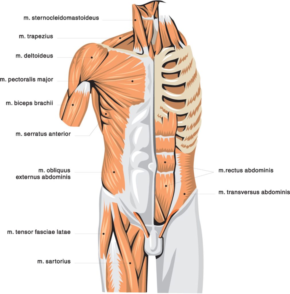 Tight Chest Muscles: Why Your Upper Back Is the Key to Their