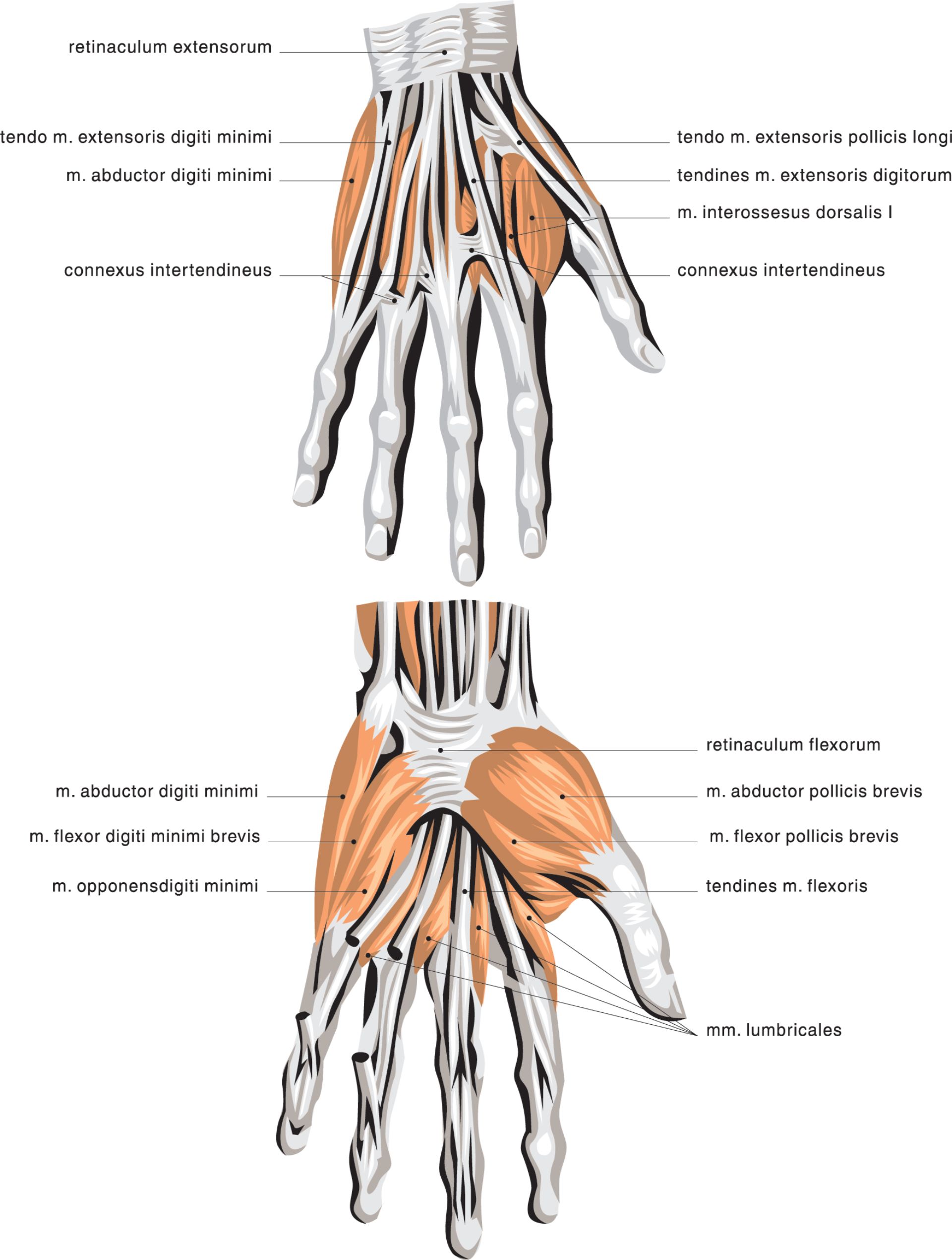 Ligamentum retinaculum flexorum. удерживатель сгибателей кисти латынь. удерживатель сухожилий сгибателей на латинском. удерживатель сухожилий сгибателей на латинском. удерживатель мышц сгибателей кисти.