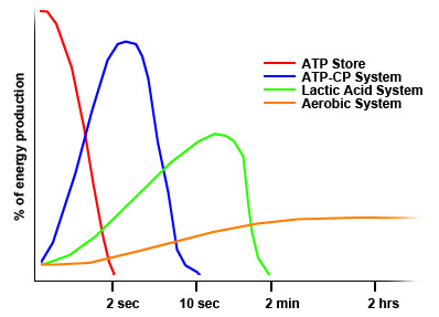 Sports and Exercise Science EP8: Energy Production Systems ATP