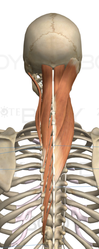 deep neck flexor endurance test